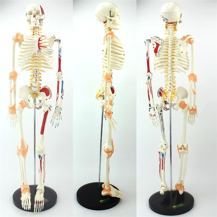 【HOT】Pendidikan Kedokteran Ker - Medical Lab Upgrade ulasan dan harga